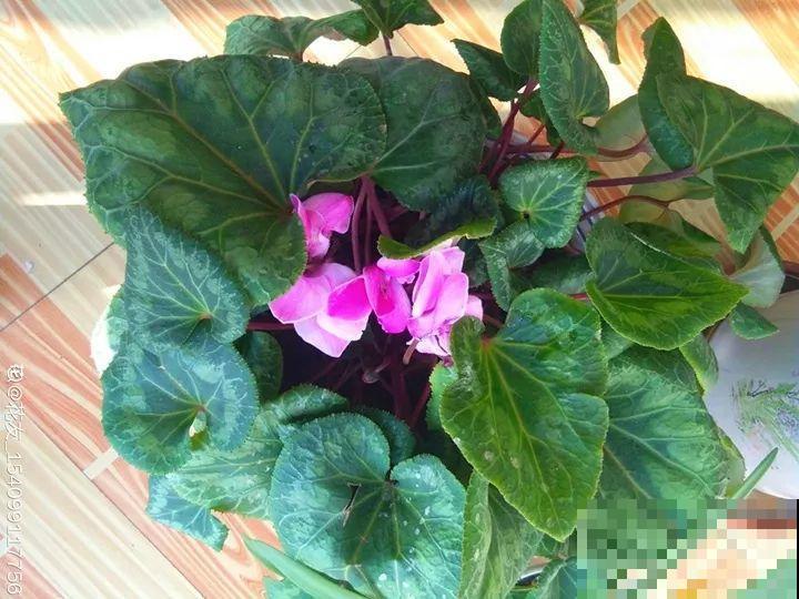 5种花开完赶紧剪一刀，10天一勺肥，还能再开2、3次！
