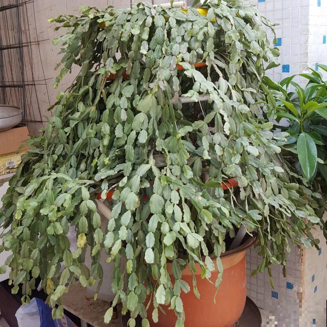 这8种花，养养就成巨无霸，3个大汉都搬不动！