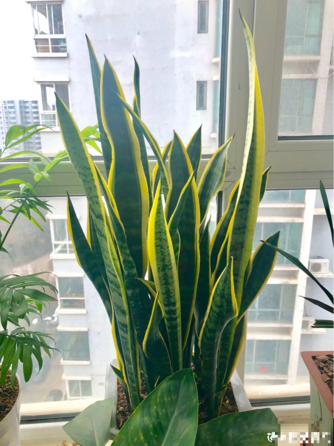 这6种花快施肥，根壮叶绿，还能提早开花！