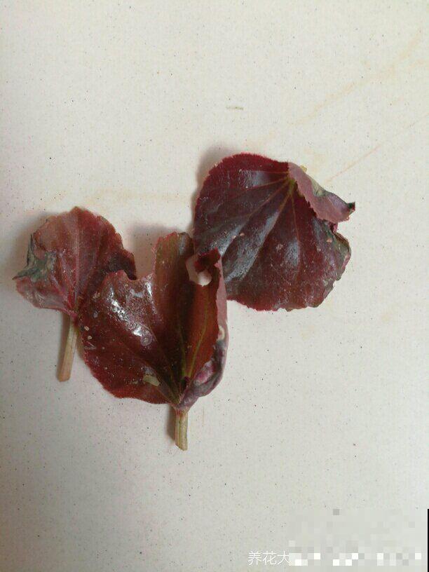 大岩桐浇水另有方法，这一点不注意，分分钟烂叶子！
