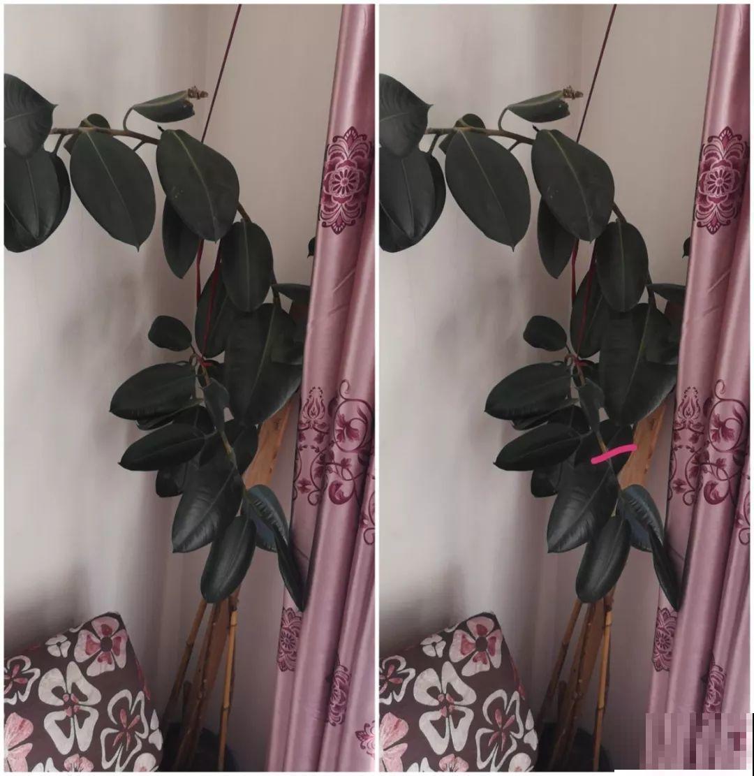 4种花狠心剃光头，剪完就能发新芽，蹭蹭长爆盆！