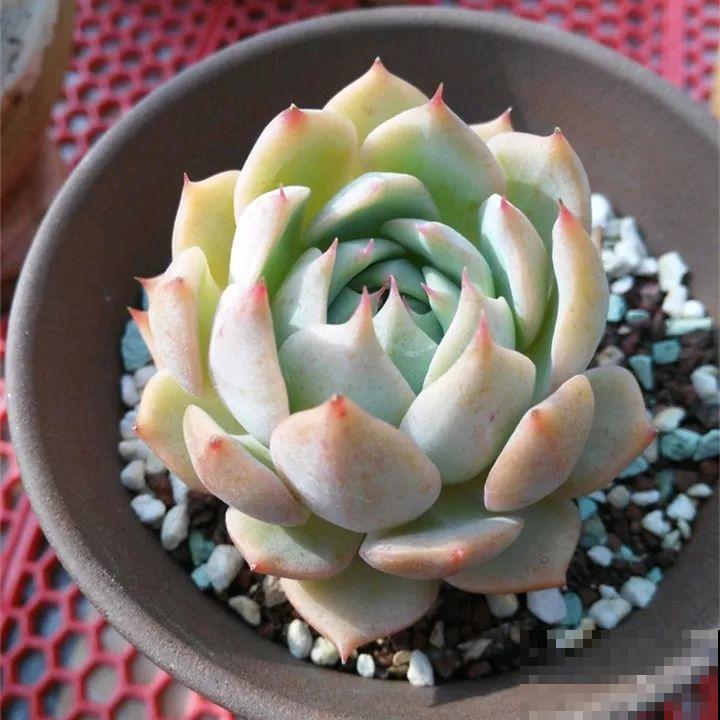秋冬养了这种花，只要给它晒太阳，不用施肥都长胖！