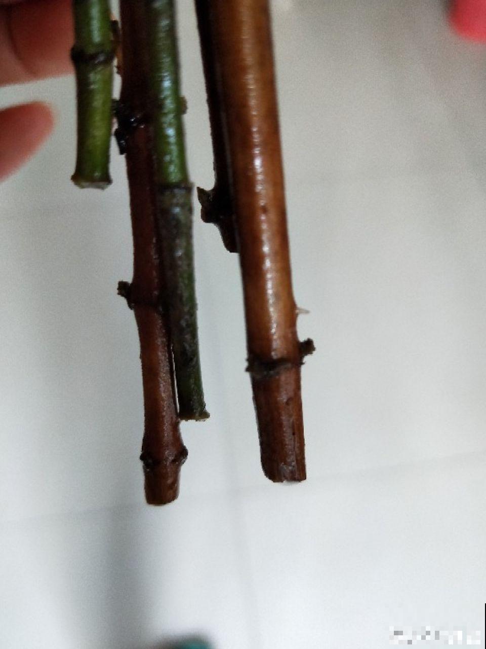 今年最火的福气花，一次能开上百朵，个个都像小灯笼！