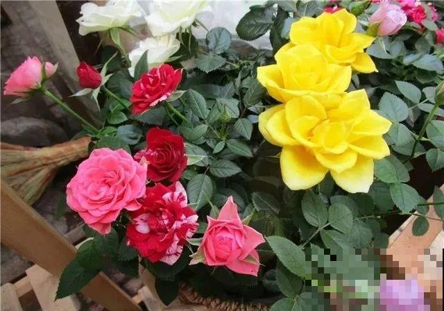 初冬季节，刚买的花可别放这儿养，小心活不过3天！