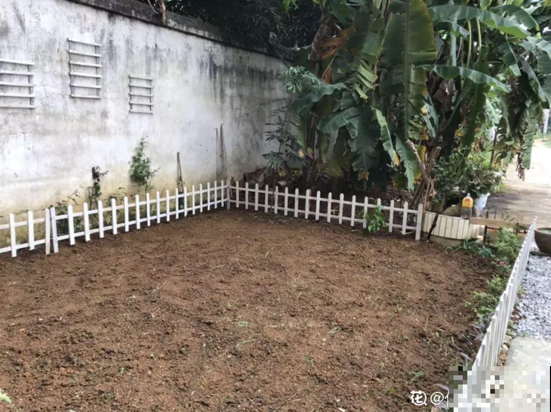有个小院,养花喂猫,日子越过越充实! 有个小院,养花喂猫,日子越过越充实!