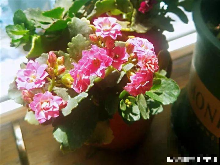 5种花开完赶紧剪一刀，10天一勺肥，还能再开2、3次！