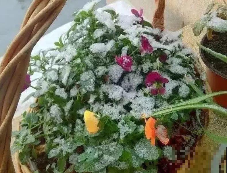 20种花不怕冷，大冬天照样开花，南北方都能养！