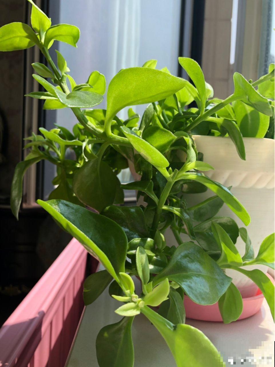 牡丹吊兰这么养，半月就能长爆盆，年年开花不断！