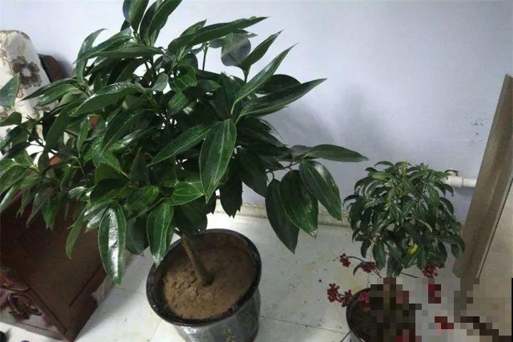 40种常见花，冬天就这么养，叶子绿油油照开不误！
