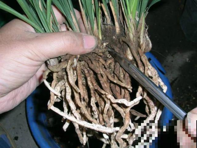 8种花秋冬要穷养，水一多就烂根，再不救只剩空盆！