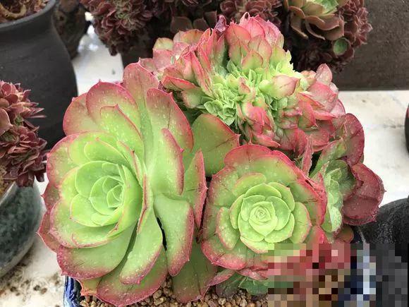 爱上多肉8年，她付出了所有，数量多到可以摆满整个天台！