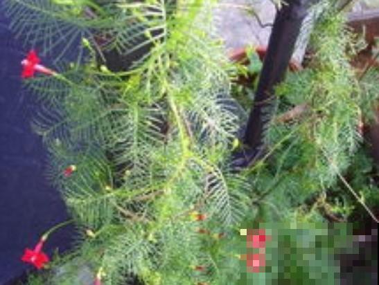 童年记忆中的五角花，这东西太能长了，养了可别忘记修剪！