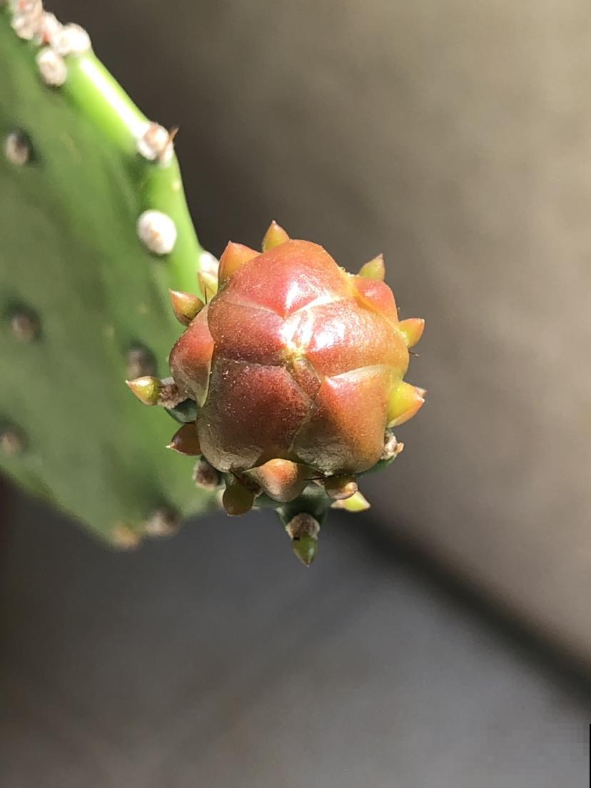 家有这花，冬天别浇水，不然养着养着就死了