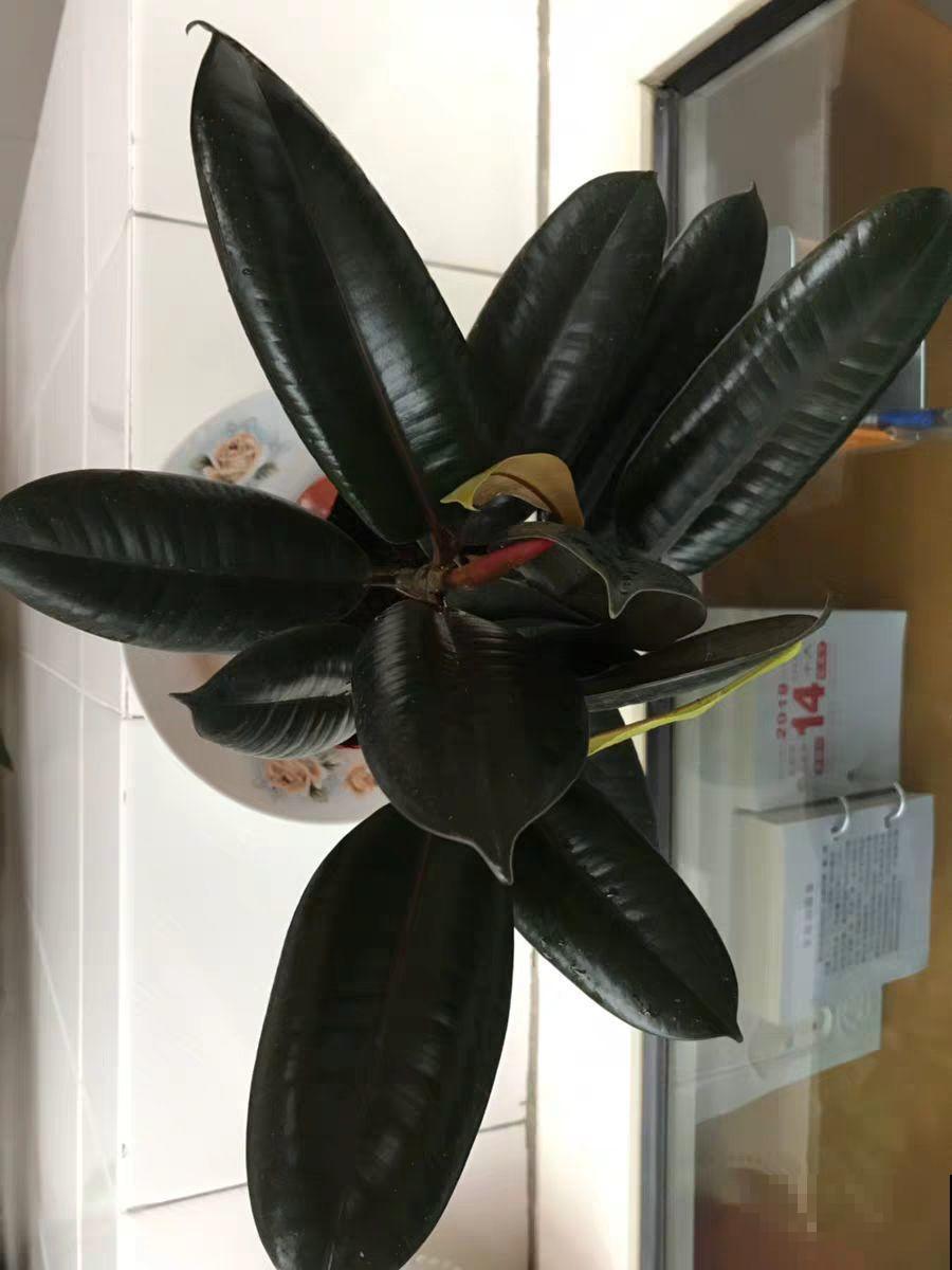 橡皮树冬季咋养？加点豆水，叶片绿油油！