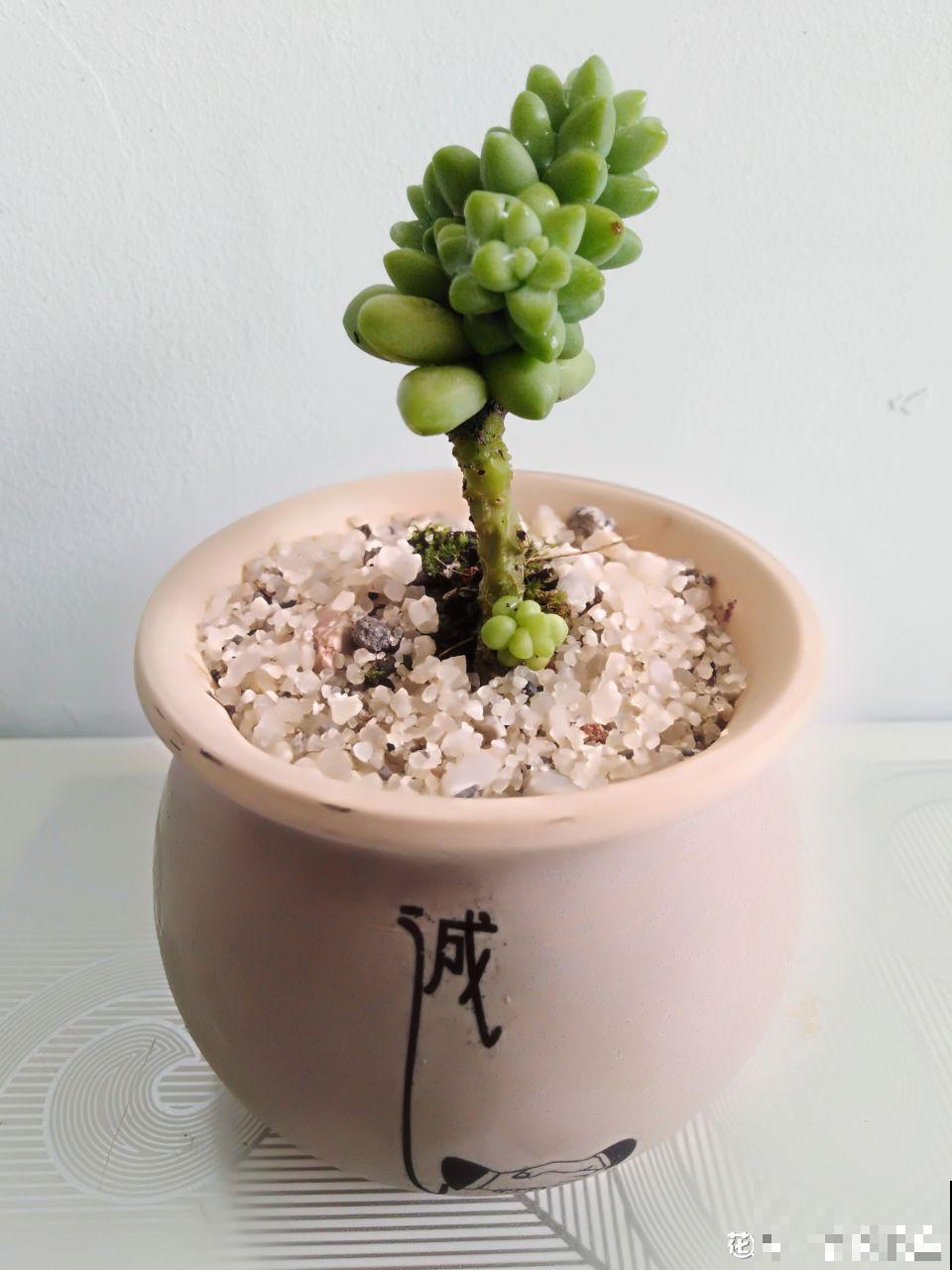 别人玉缀一盆栽5棵，而你就栽一棵，就这样还想爆盆？