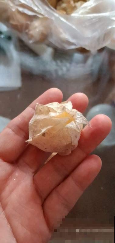 你见过穿着外套的小野果吗，山上遍地都是，摘几个一嚼满嘴清甜