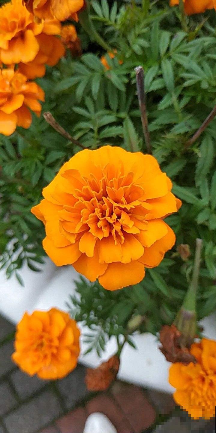 这花可真抗冻，从现在一只开到明年春，播种60多天就开花！
