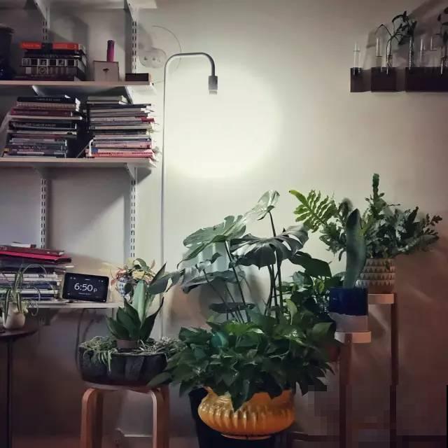 她的家里摆满了花，非但不乱还美得像花园，朋友来了不想走！