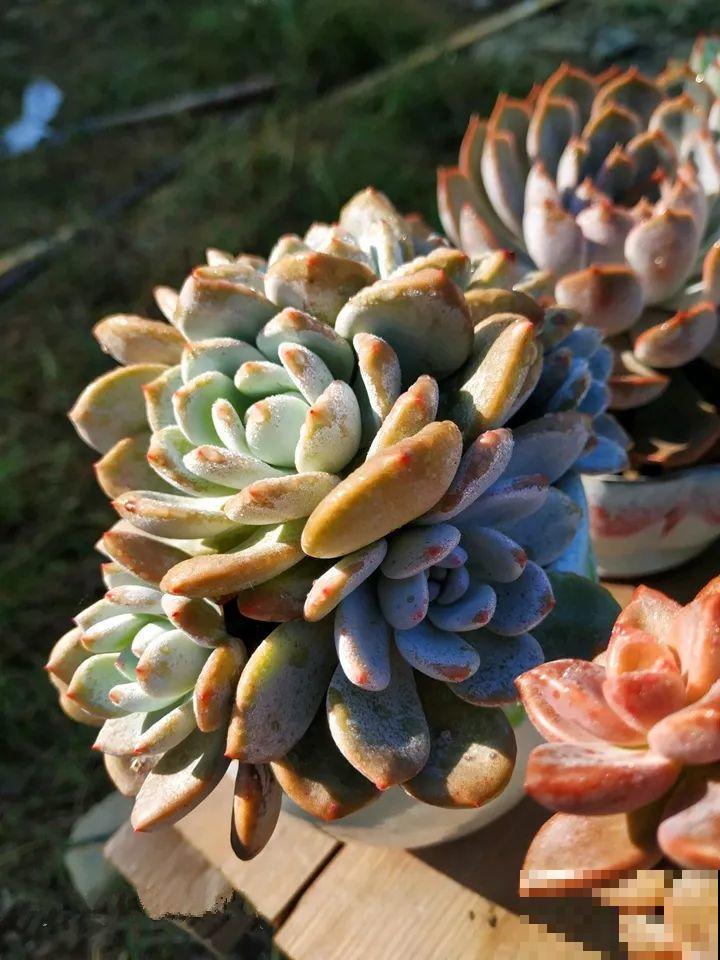 又要开始降温，他给多肉搭了个棚，这下冬天不愁了！