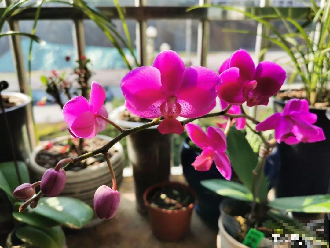 花市里猫腻多，碰见这10种花，再便宜也别买！