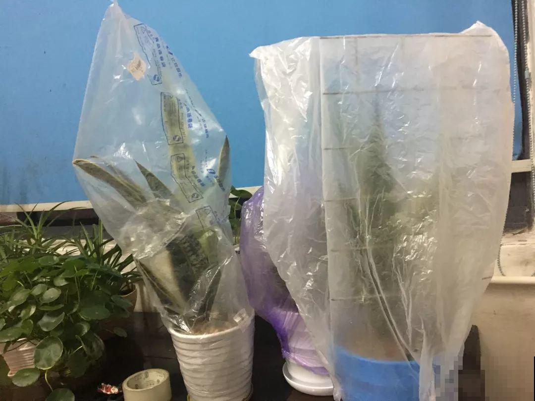降温后养虎皮兰，赶紧断水，小心熬不过冬天！