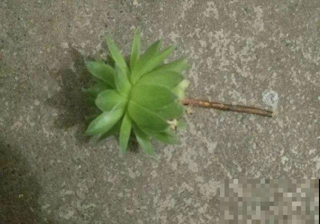 君子兰一分株，长得越发旺盛，再养两年成大户了！