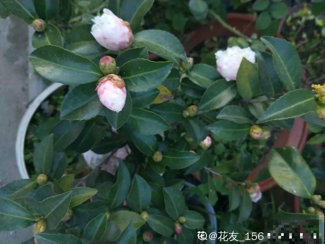 这花公认难养，冬天别急着搬屋里，小心花苞掉一地！