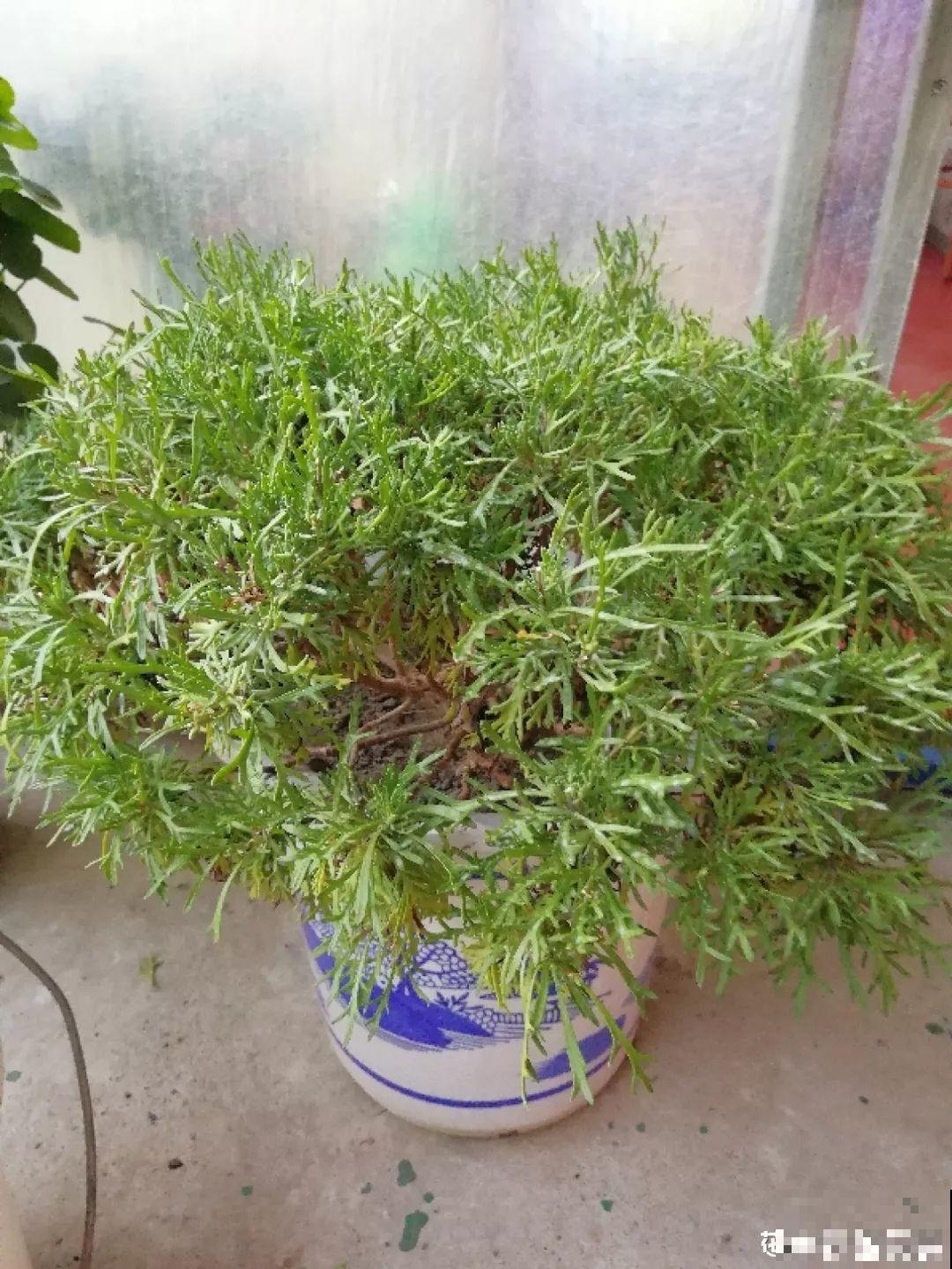 金枝玉叶长得歪七扭八，狠心砍1刀，越长造型越好看！