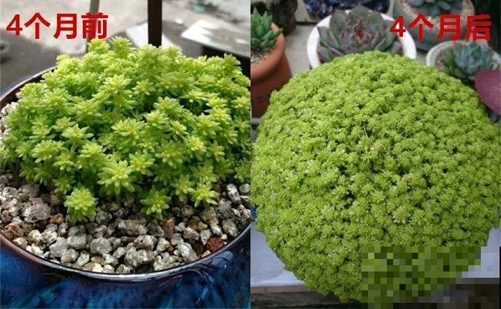 6种多肉最好养，种一盆变十盆，半年就能占满屋！