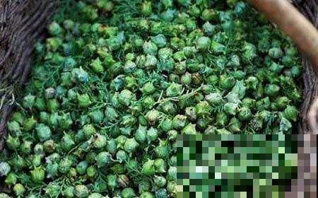 见过柏树结果子吗？形状奇特味道清香，好多人去山上抢着摘！