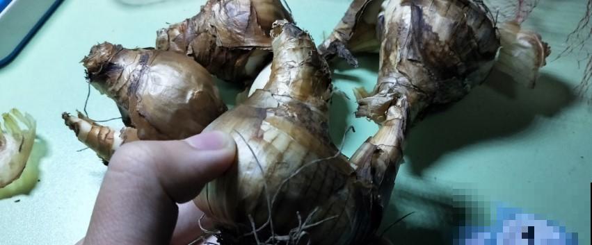 种植洋水仙前种球的处理，学一学，就能提高开花率！