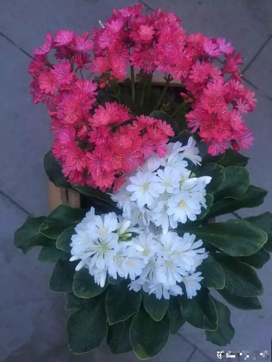 多肉一开花就死？未必！越开花越美就是露薇花！