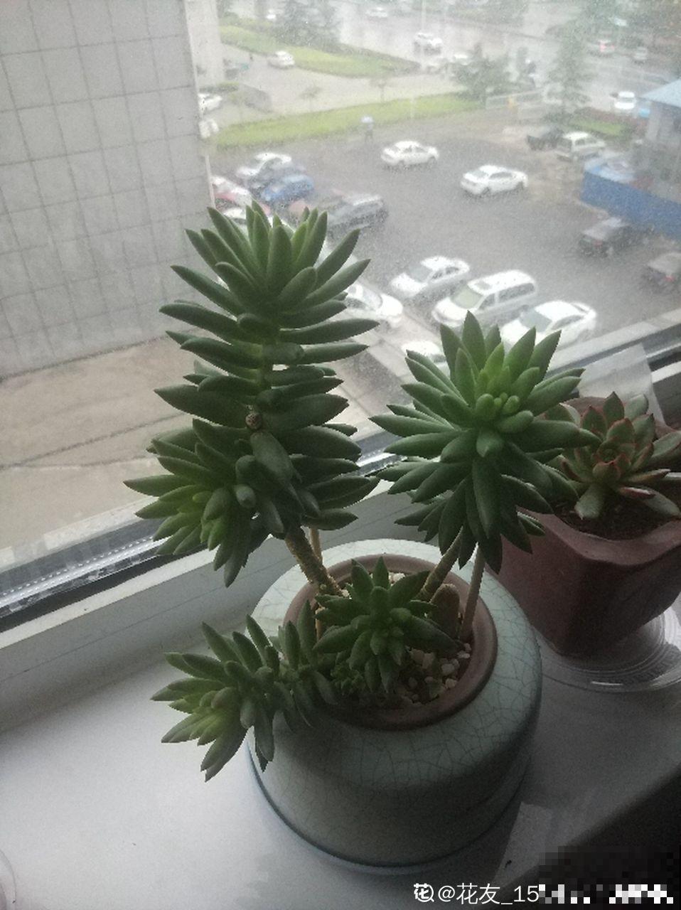 这几种多肉白送都不要，养不活还浪费钱，真坑！