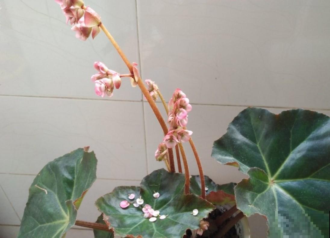 这花必须养起来，秋季好看的不得了，真美！