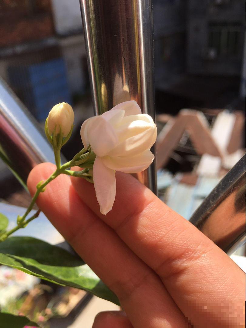 家里有盆茉莉花，邻居大妈说秋天不能换盆，吓得我赶紧去咨询老农
