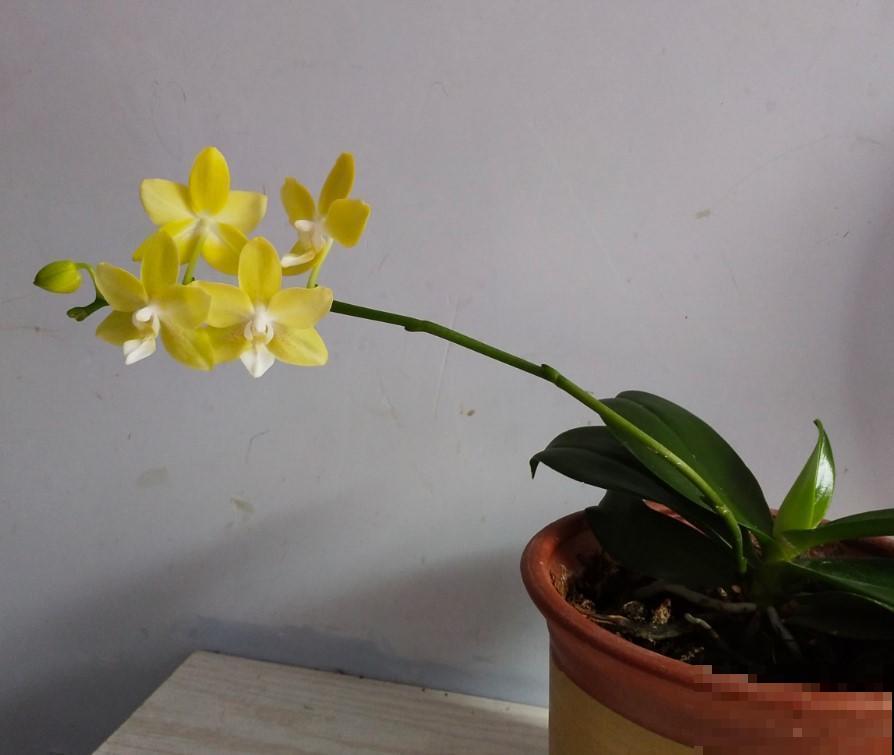 蝴蝶兰冬季养，注意这几点，不然来年不开花！
