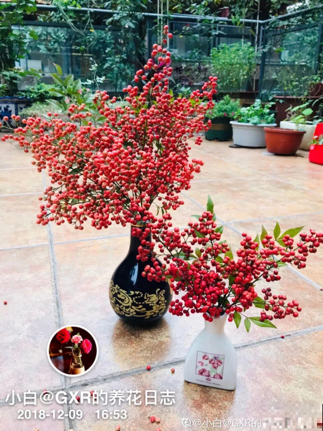 红彤彤的野果，看着是挺诱人，可吃一口有你后悔的！