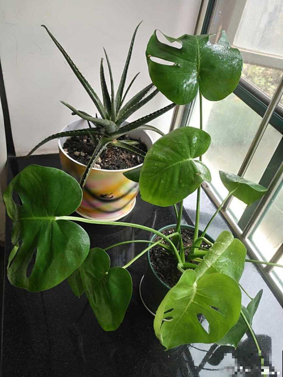 这5种花堪称加湿神器，耐阴又好养，冬天也能呼呼长个！
