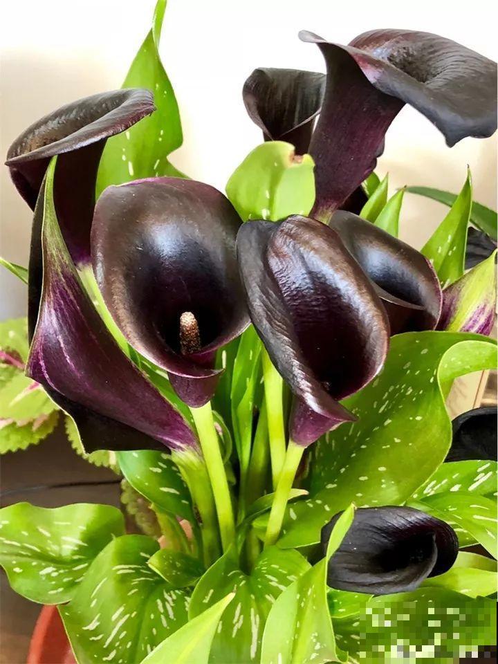 这9种花，养一盆一年四季有的看，不知道的还以为是塑料花！