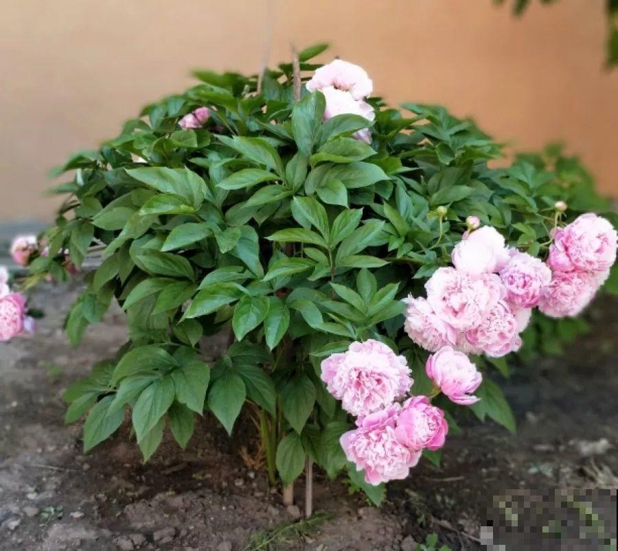 这6种花，先别往屋里搬，外面冻俩月，花开才更旺！