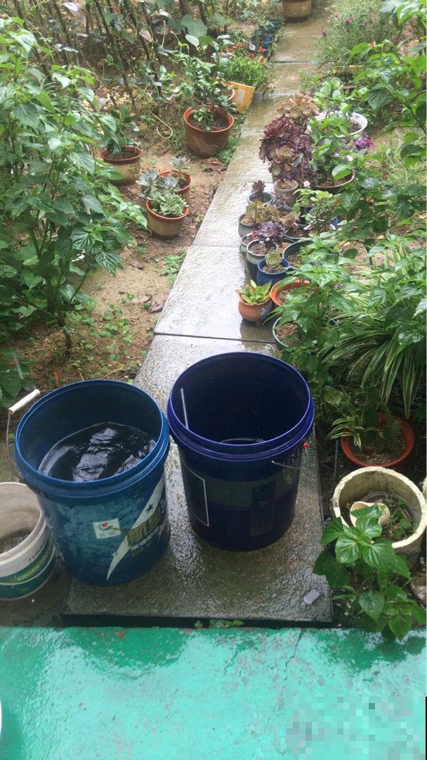 煮东西的水千万别倒，冬天拿来浇花刚刚好，花苞呼呼冒叶子猛蹿芽