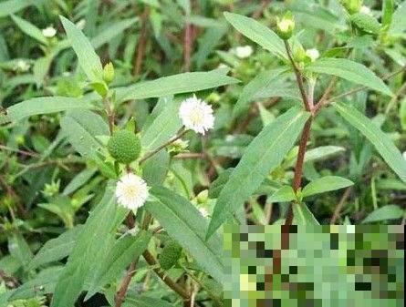 这种野草本领大，白发洗了能变黑，很多老人去山上抢着挖！