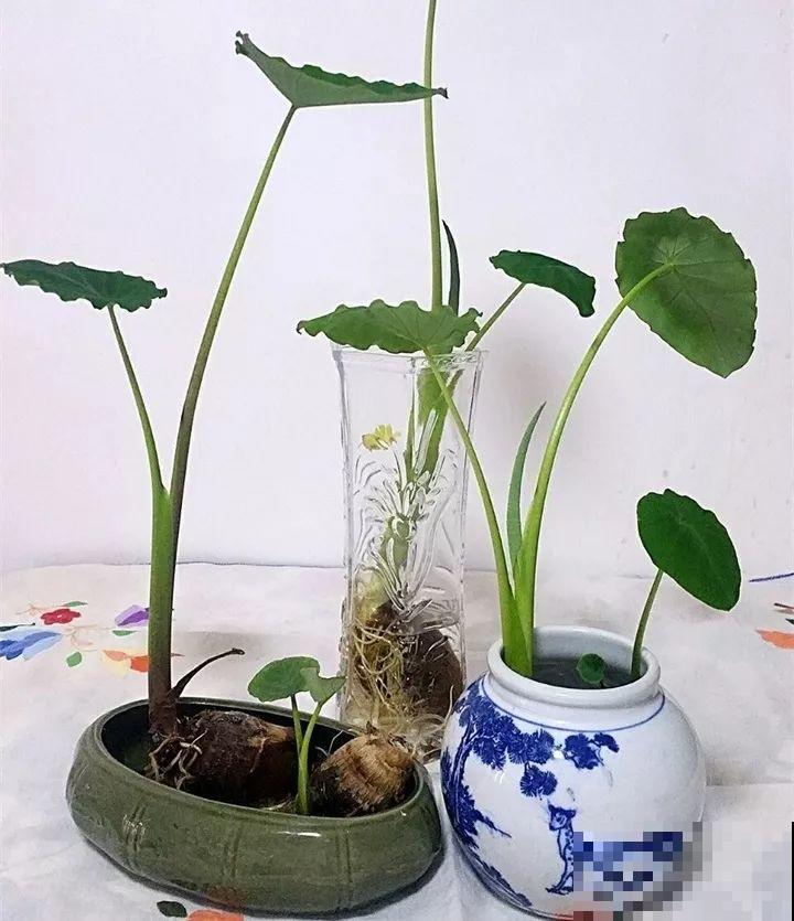 这花长得2米高，拎出来一看，结出30个小芋头！