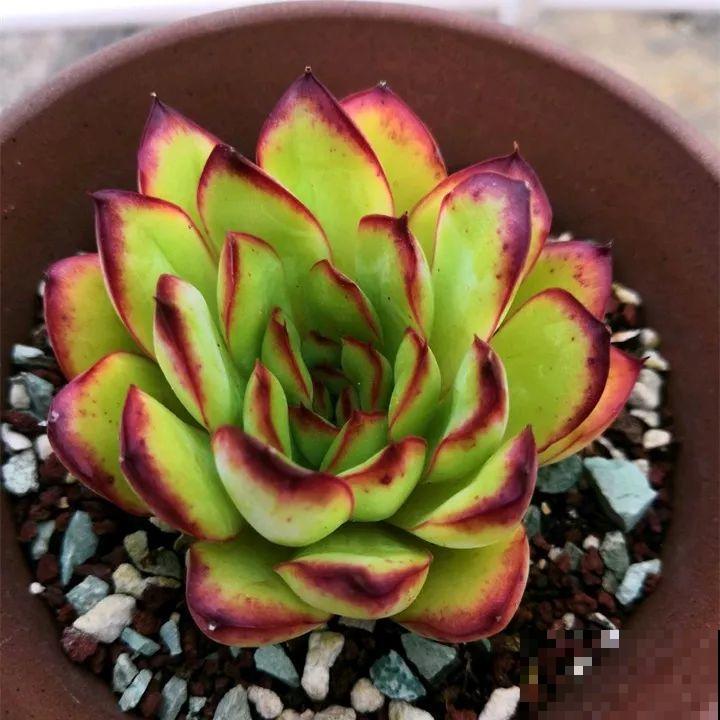 秋冬养了这种花，只要给它晒太阳，不用施肥都长胖！