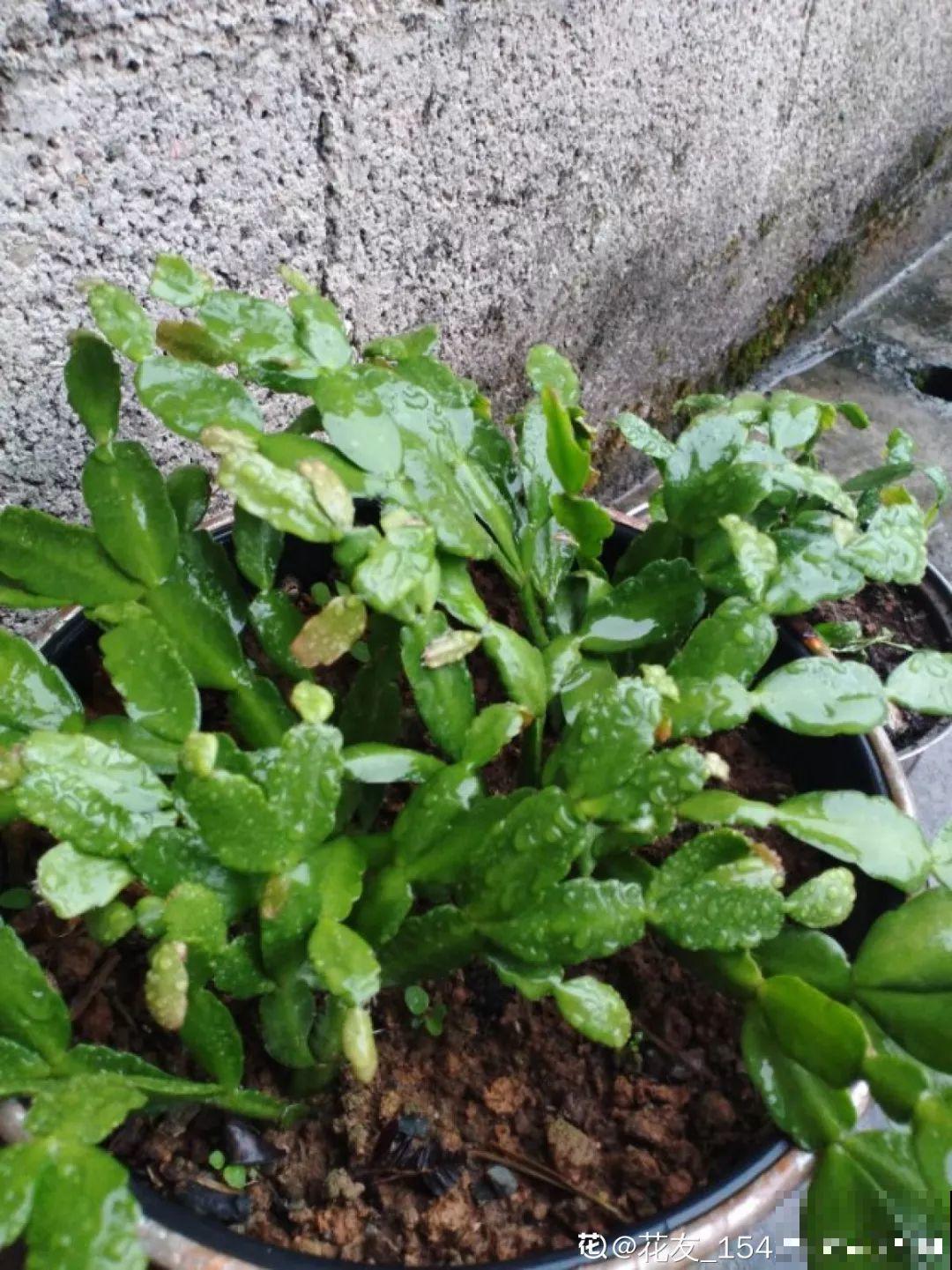 这3种花别养老桩，越老越不开花，剪一剪才能窜新芽！