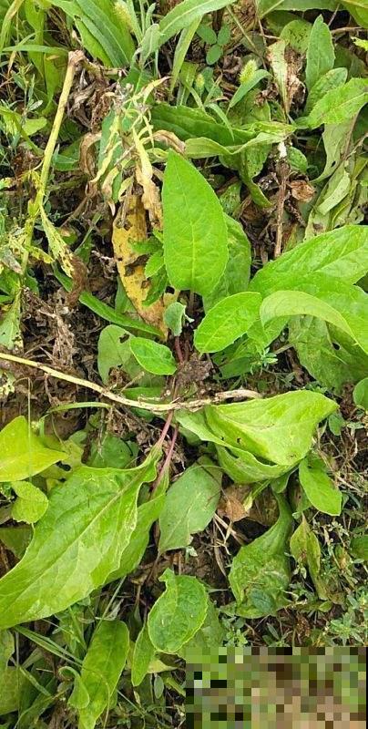 在家多种几种菜，拔出来煮火锅吃，美味又健康
