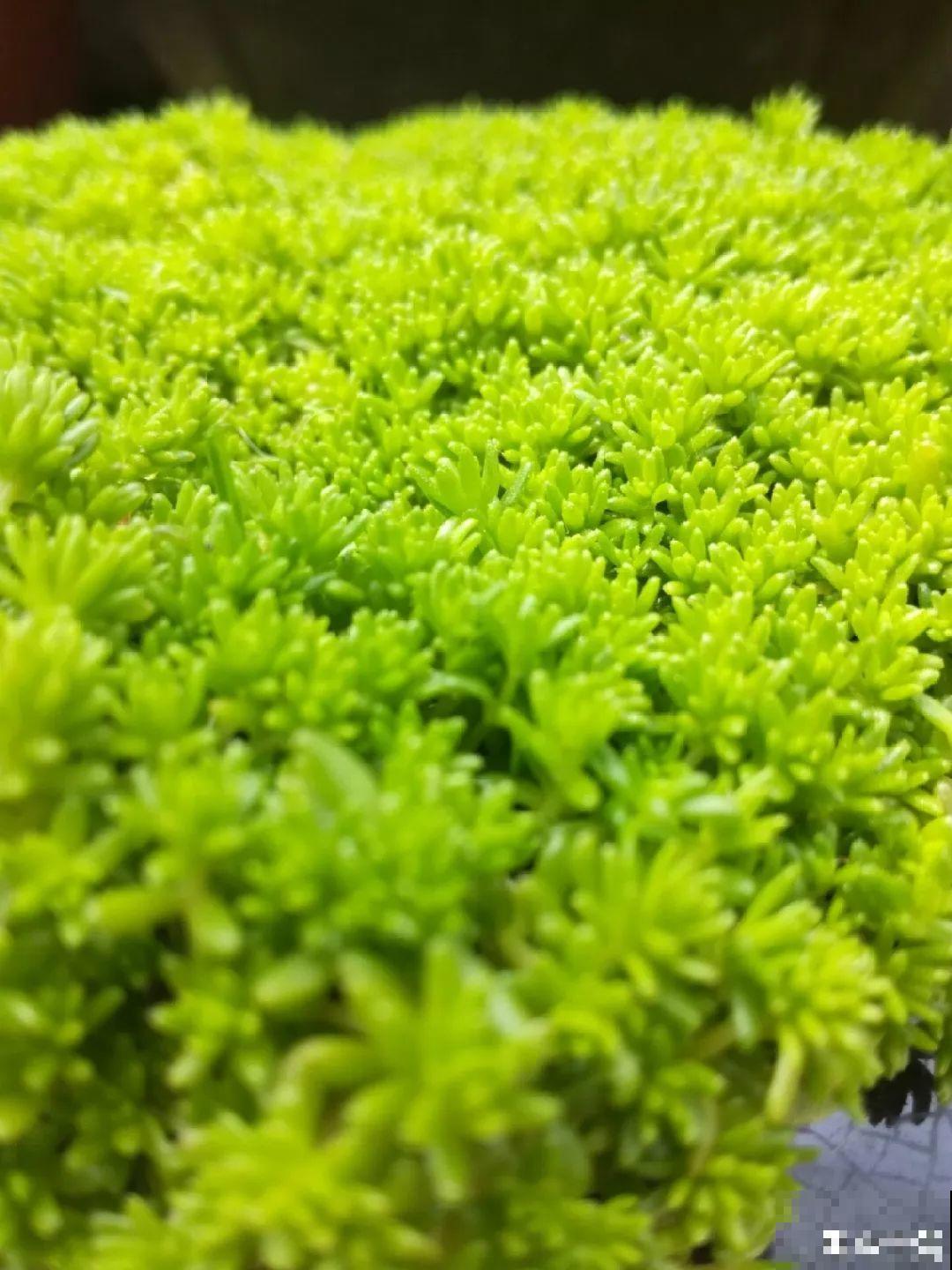这花一定要慎养，到家就疯长，半年就想扔了！