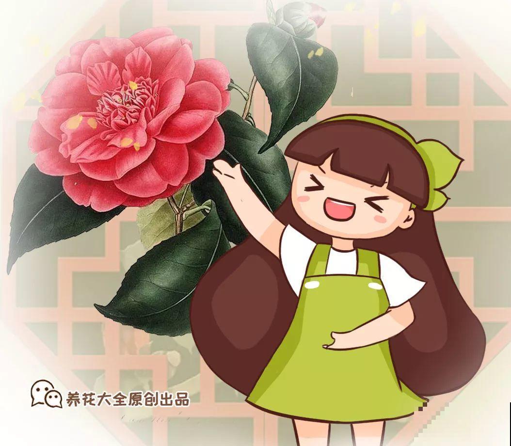 这花公认难养，冬天别急着搬屋里，小心花苞掉一地！