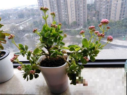 植物枝叶稀疏羸弱，就因为徒长太严重，这种妙药一喷就能重变矮壮