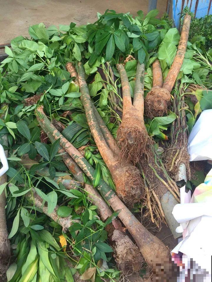 这么贵的花，扔路上随便捡，后悔没带个大麻袋！